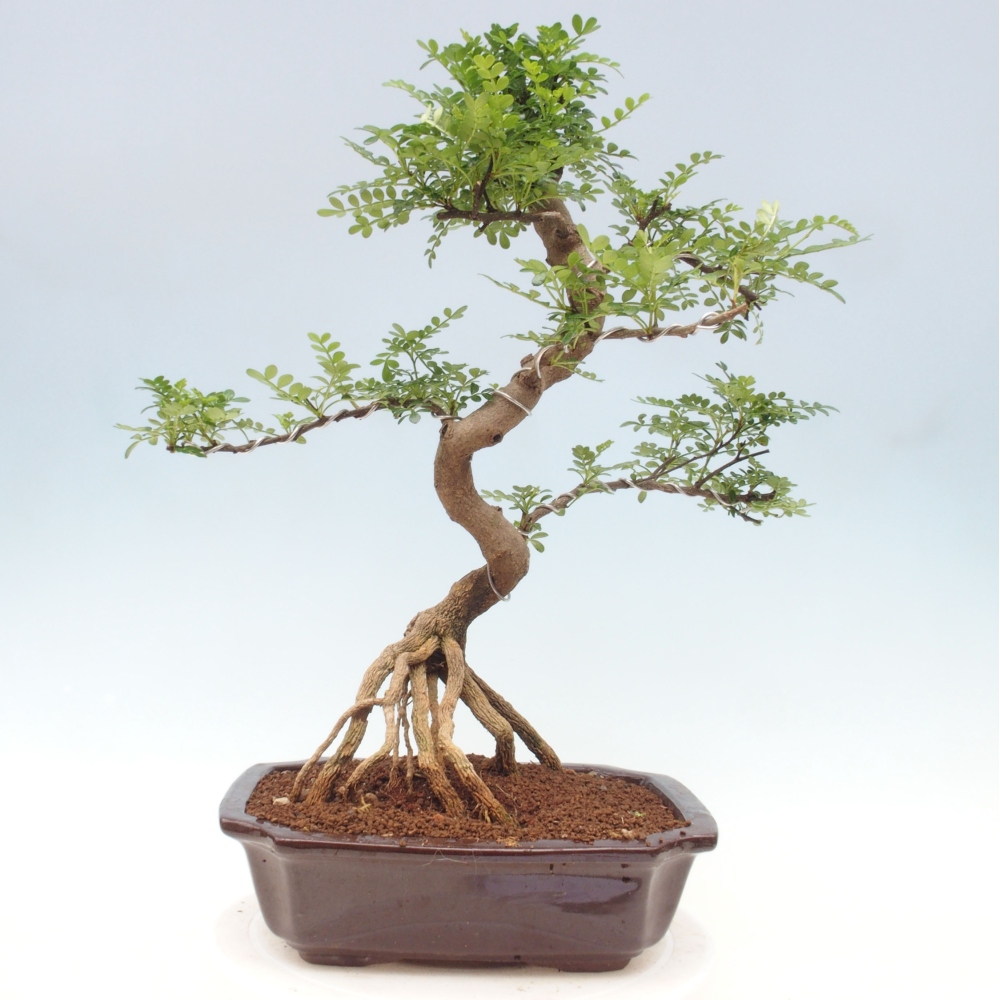Zimmerbonsai - Zantoxylum piperitum - Pfefferminze