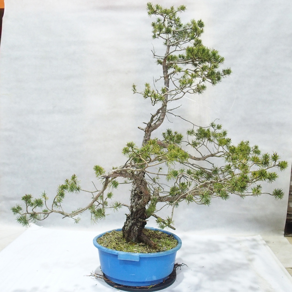 Yamadori - Pinus sylvestris 
