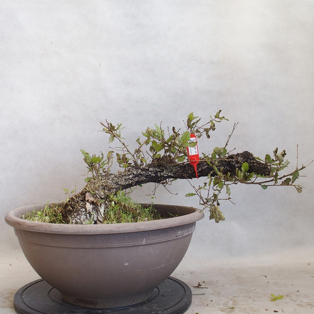 Freilandbonsai Quercus Cerris - Eiche Cer