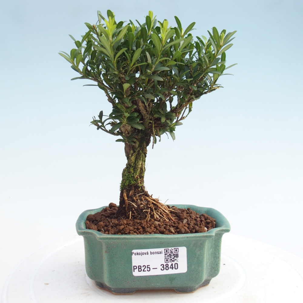 Zimmer Bonsai - Buxus harlandii - Korkbuxus