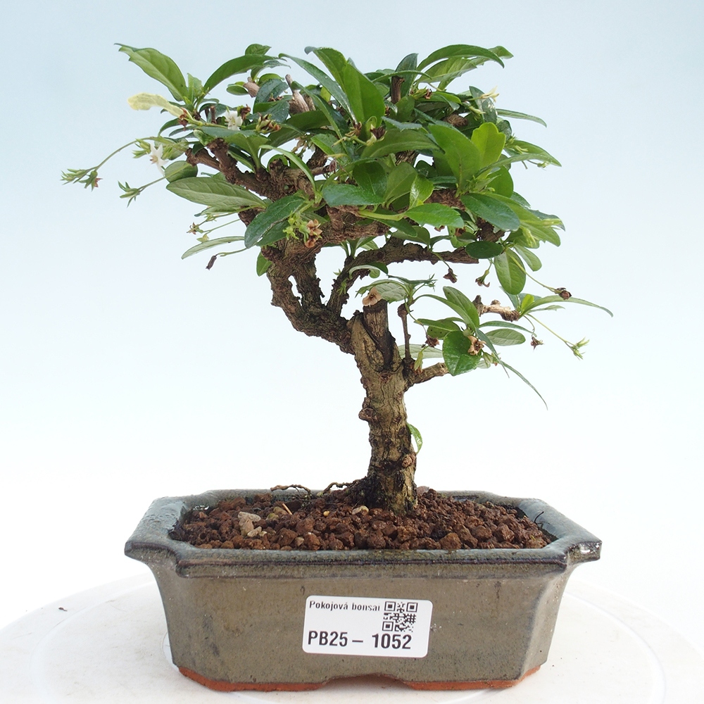 Zimmerbonsai - Carmona Macrophylla - Fuki-Tee