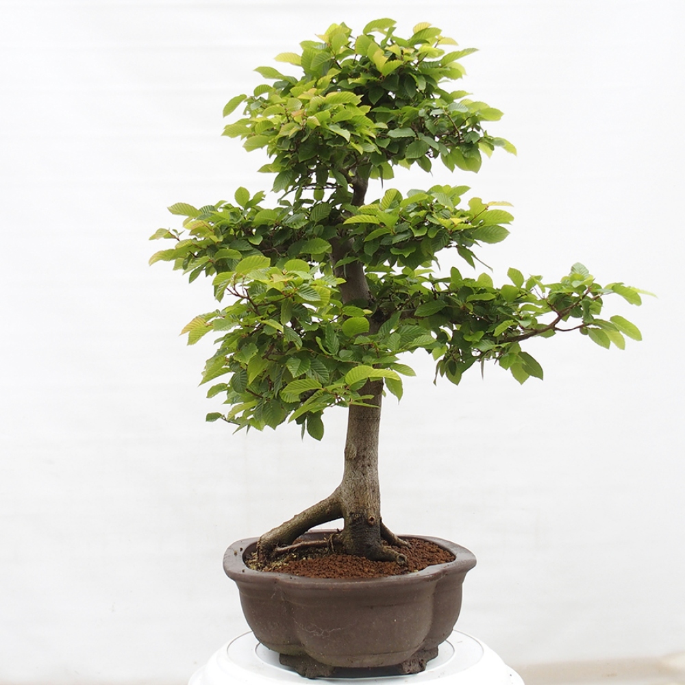 Bonsai im Freien - Hainbuche - Carpinus betulus