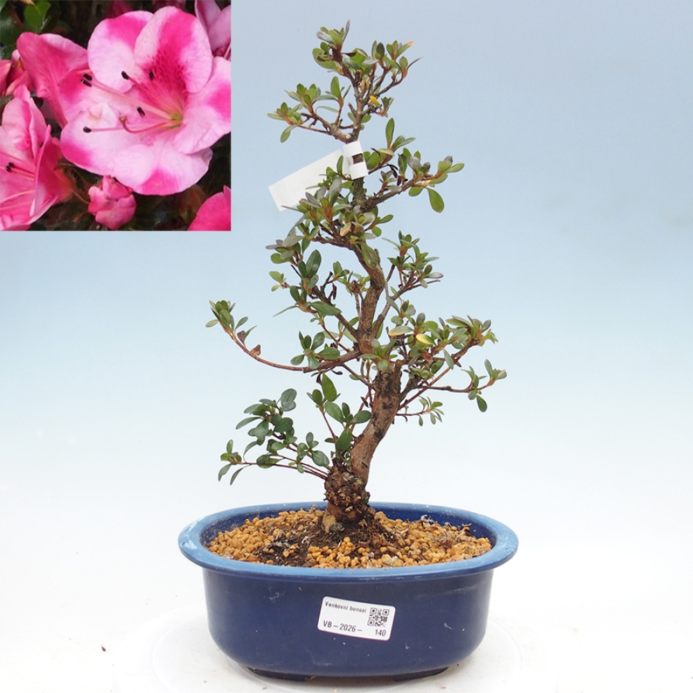Bonsai für draußen - Japanische Azalee - Azalea Kobai