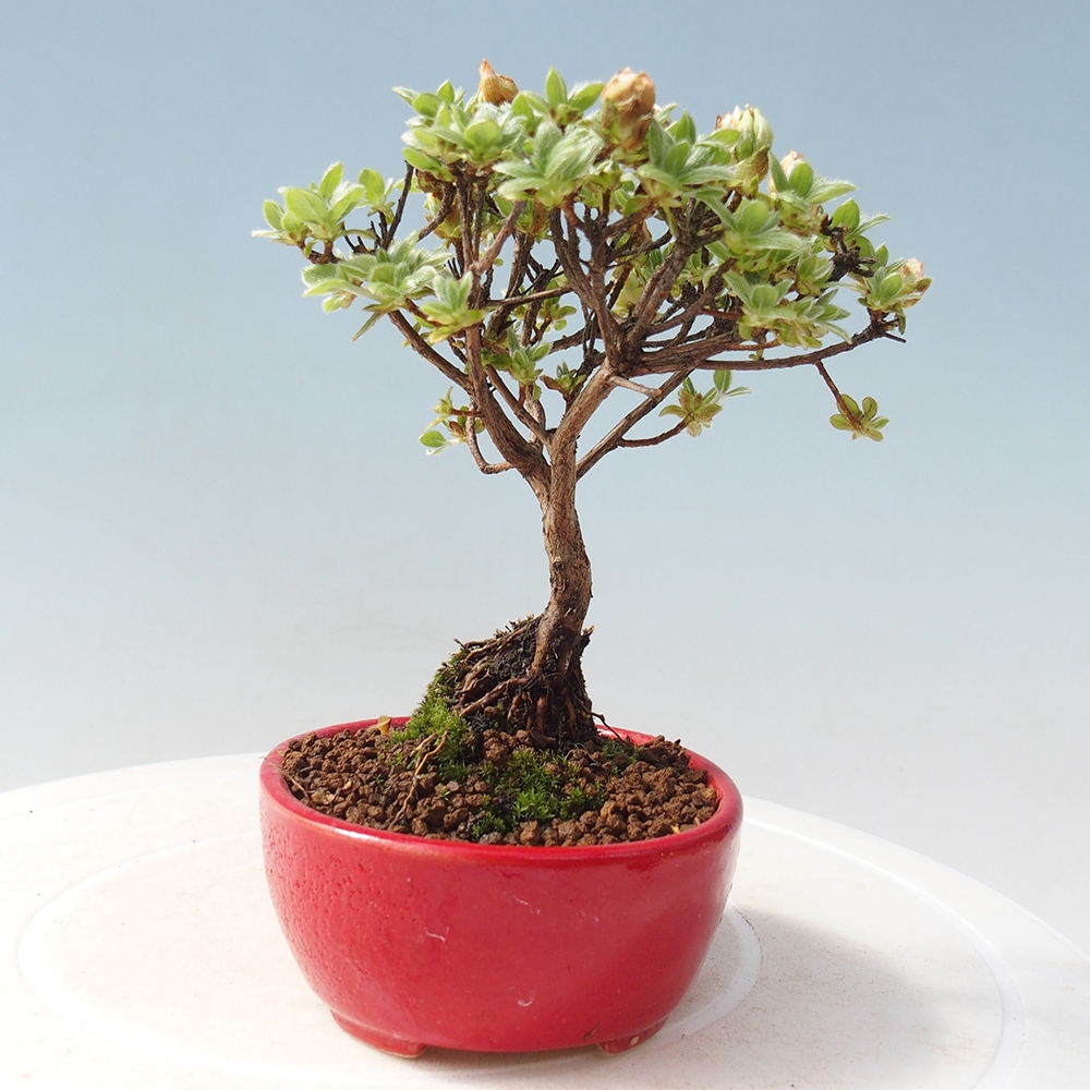 Outdoor-Bonsai - Rododendron indicum - Japanische Azalee