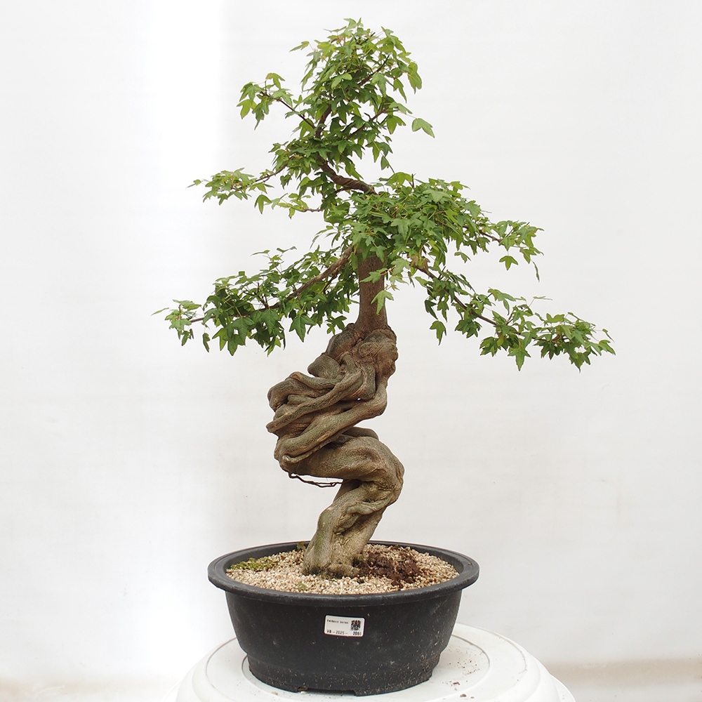 Bonsai im Freien - Ahorn Buergerianum - Burger Maple