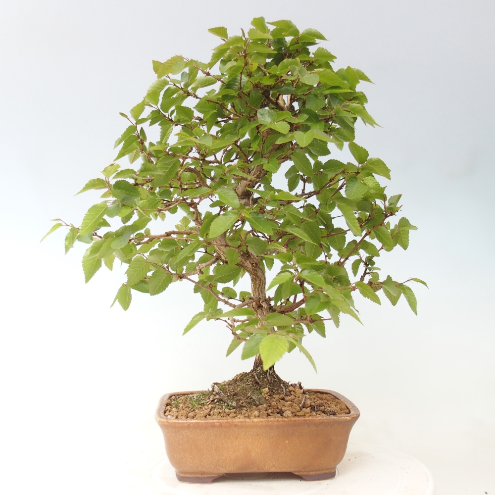 Bonsai für draußen -Carpinus CARPINOIDES - Koreanische Hainbuche