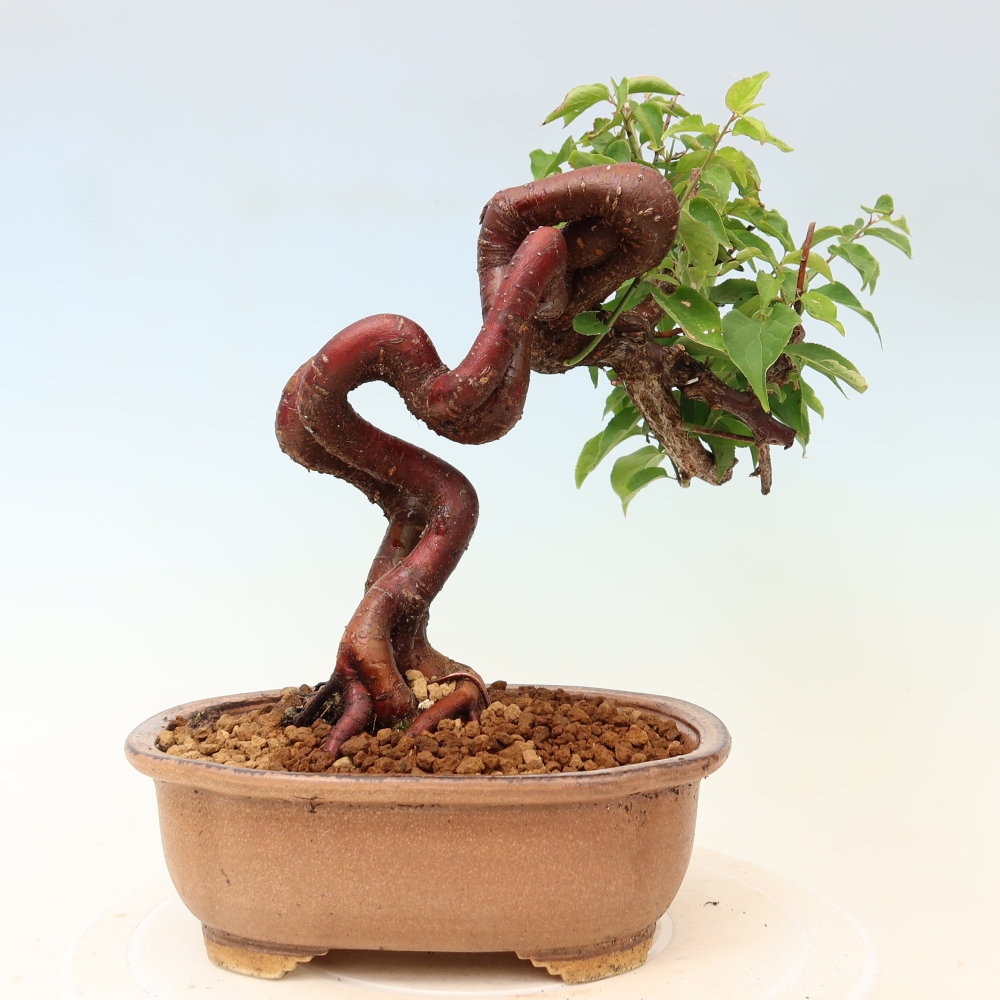 Bonsai für den Außenbereich – Japanischer Aprikosenbaum – Prunus Mume