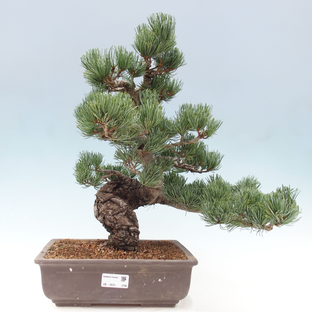 Bonsai im Freien - Pinus parviflora - kleine Kiefer