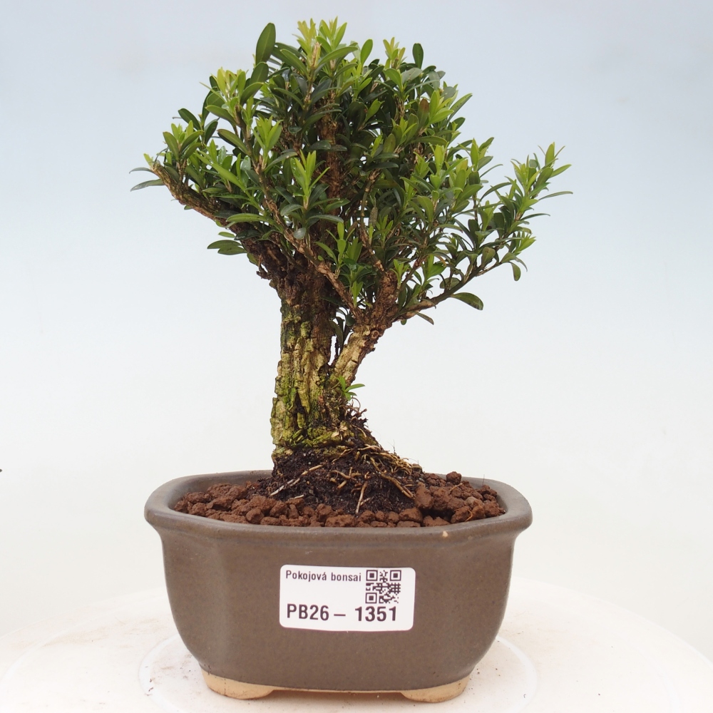 Zimmer Bonsai - Buxus harlandii - Korkbuxus