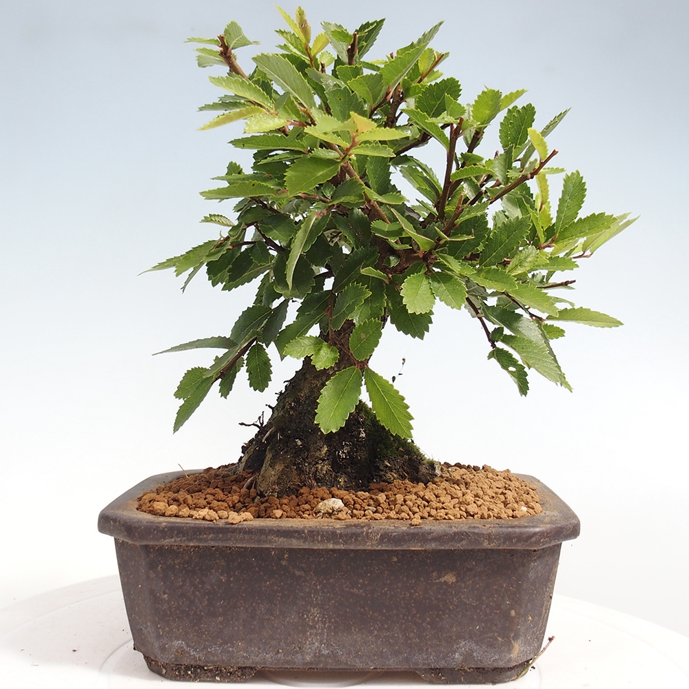 Bonsai im Freien - Zelkova - Zelkova NIRE