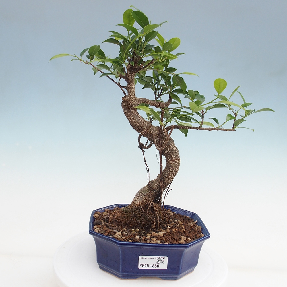 Indoor-Bonsai - Ficus retusa - kleiner Ficus