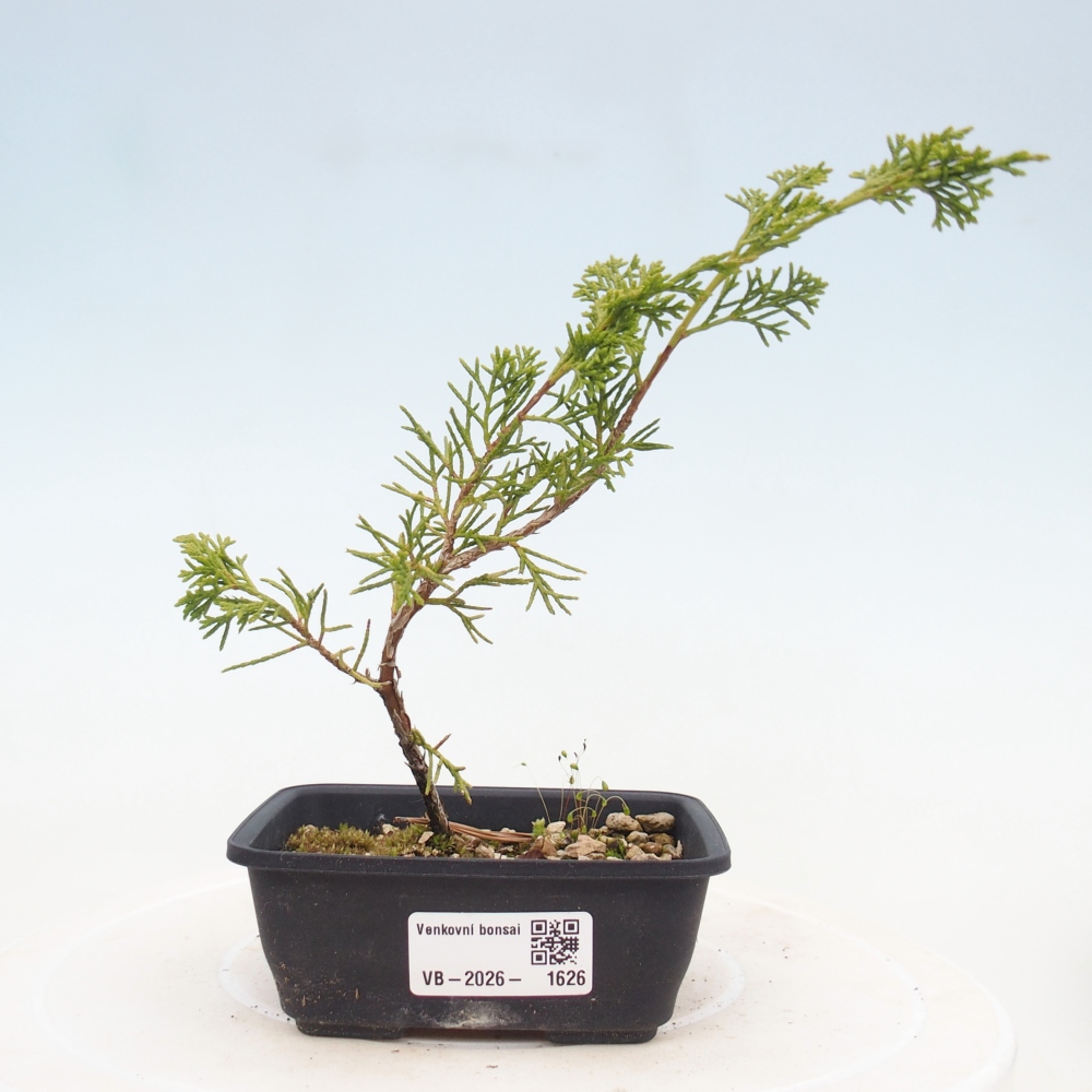 Bonsai für draußen - Juniperus chinensis Itoigawa