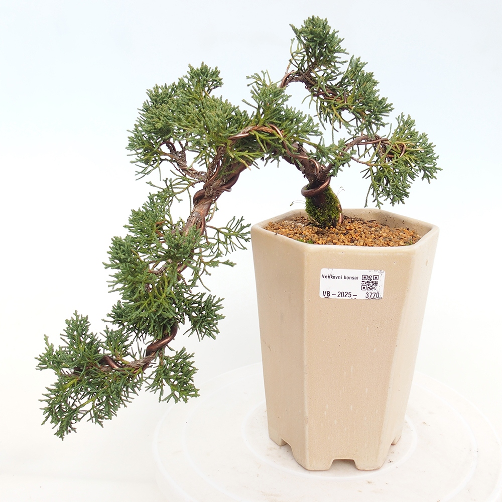 Bonsai für draußen - Juniperus chinensis Kishu