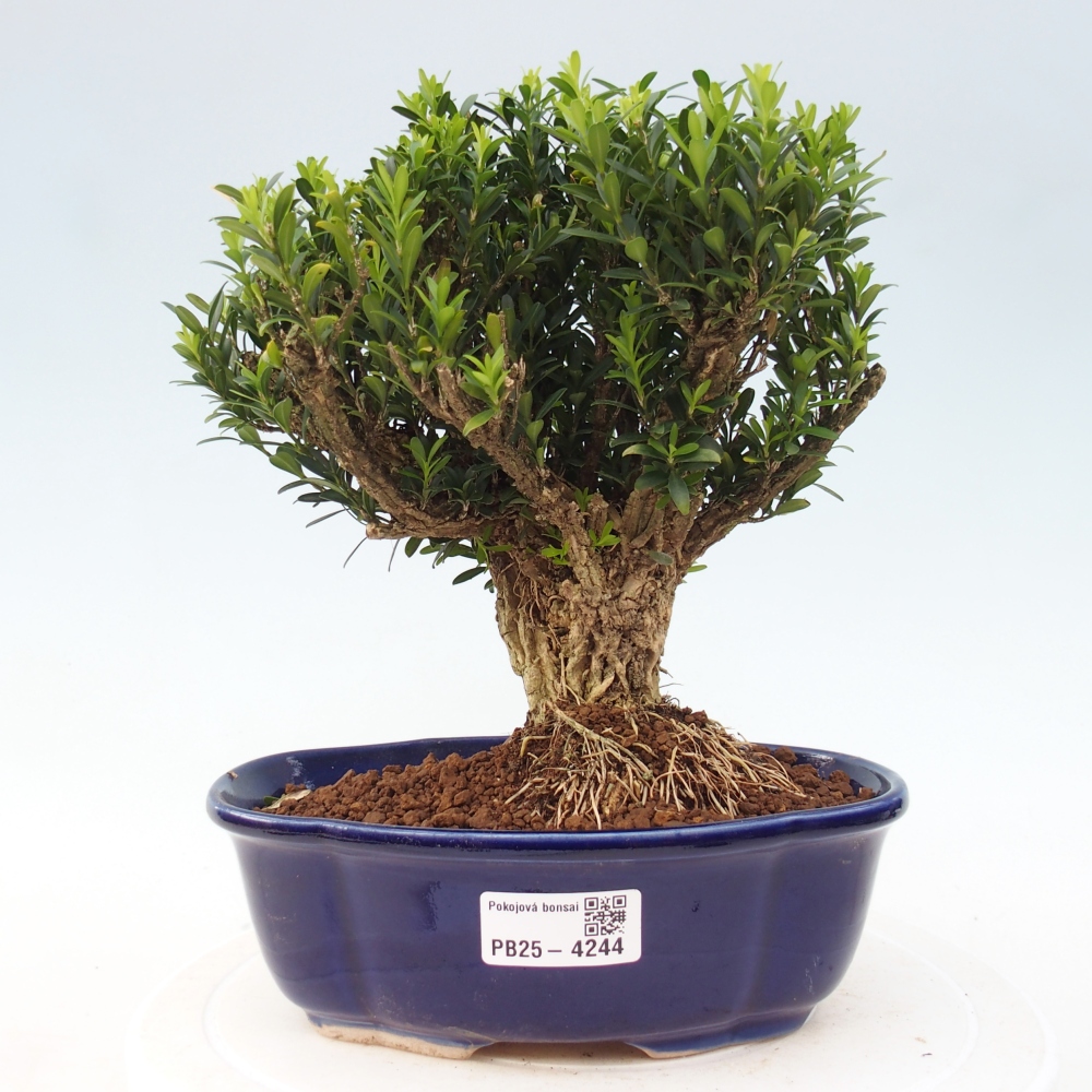 Zimmer Bonsai - Buxus harlandii - Korkbuxus
