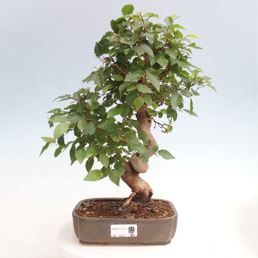 Bonsai im Freien -Carpinus CARPINOIDES - Koreanische Hainbuche