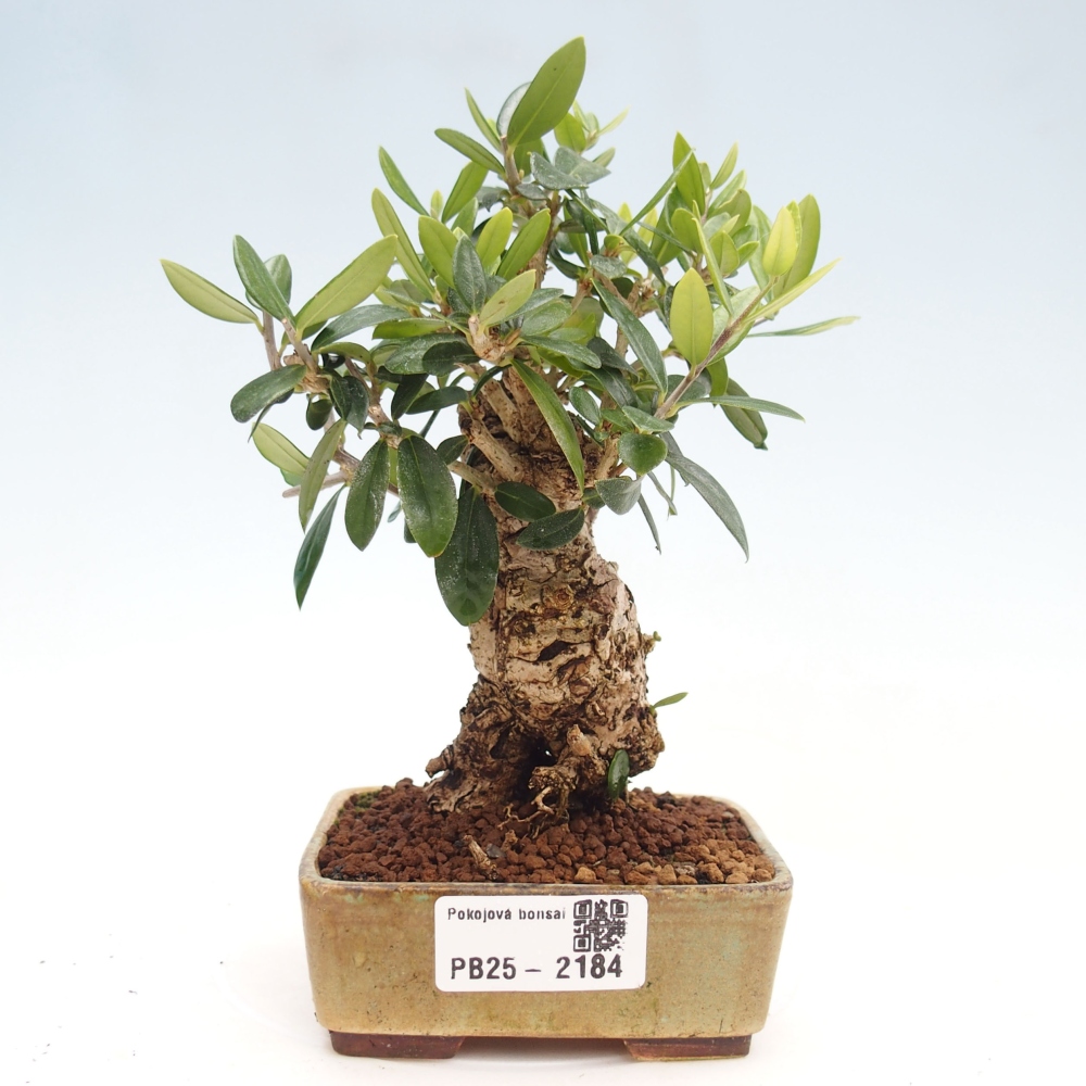 Indoor-Bonsai - Olea europaea sylvestris - Europäisches kleinblättriges Olivenöl