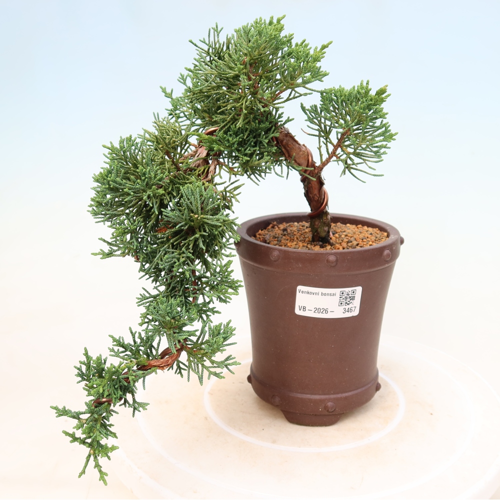 Bonsai für draußen - Juniperus chinensis Kishu