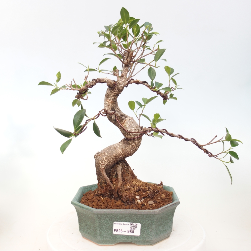 Zimmerbonsai - Ficus retusa - Kleinblättriger Ficus