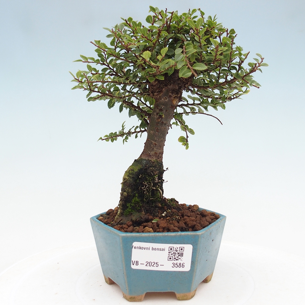 Bonsai im Freien - Ulmus parvifolia Hokkaido - Chinesische Ulme