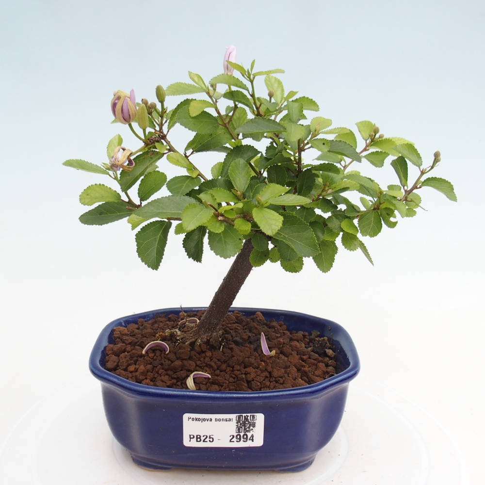 Zimmerbonsai - Grewia occidentalis - Lavendelstern