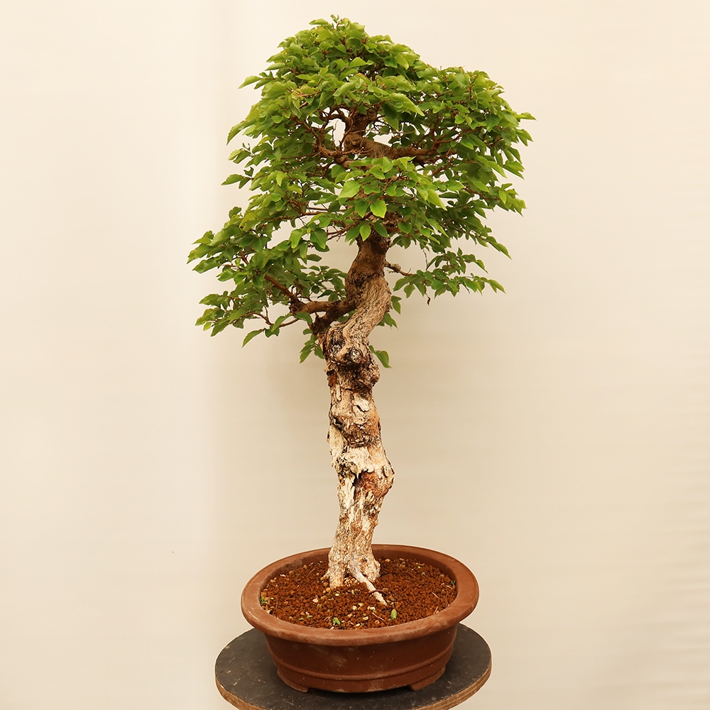 Bonsai im Freien - Carpinus Coreana - Koreanische Hainbuche