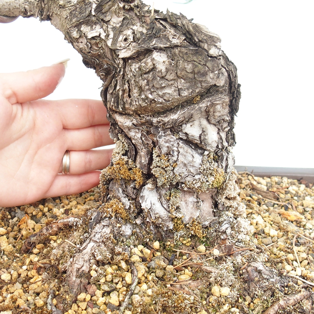 Bonsai für draußen - Pinus parviflora - Pinus parviflora