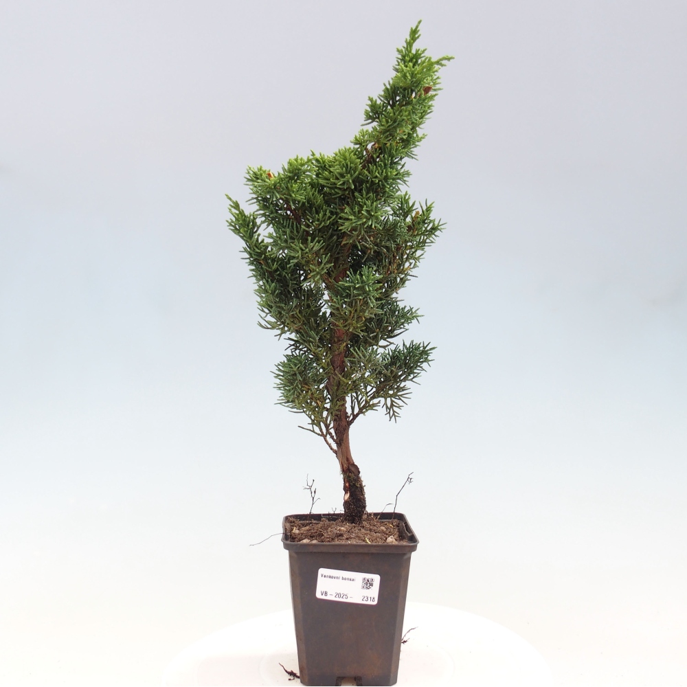 Outdoor-Bonsai - Juniperus chinensis Kishu - Chinesischer Wacholder