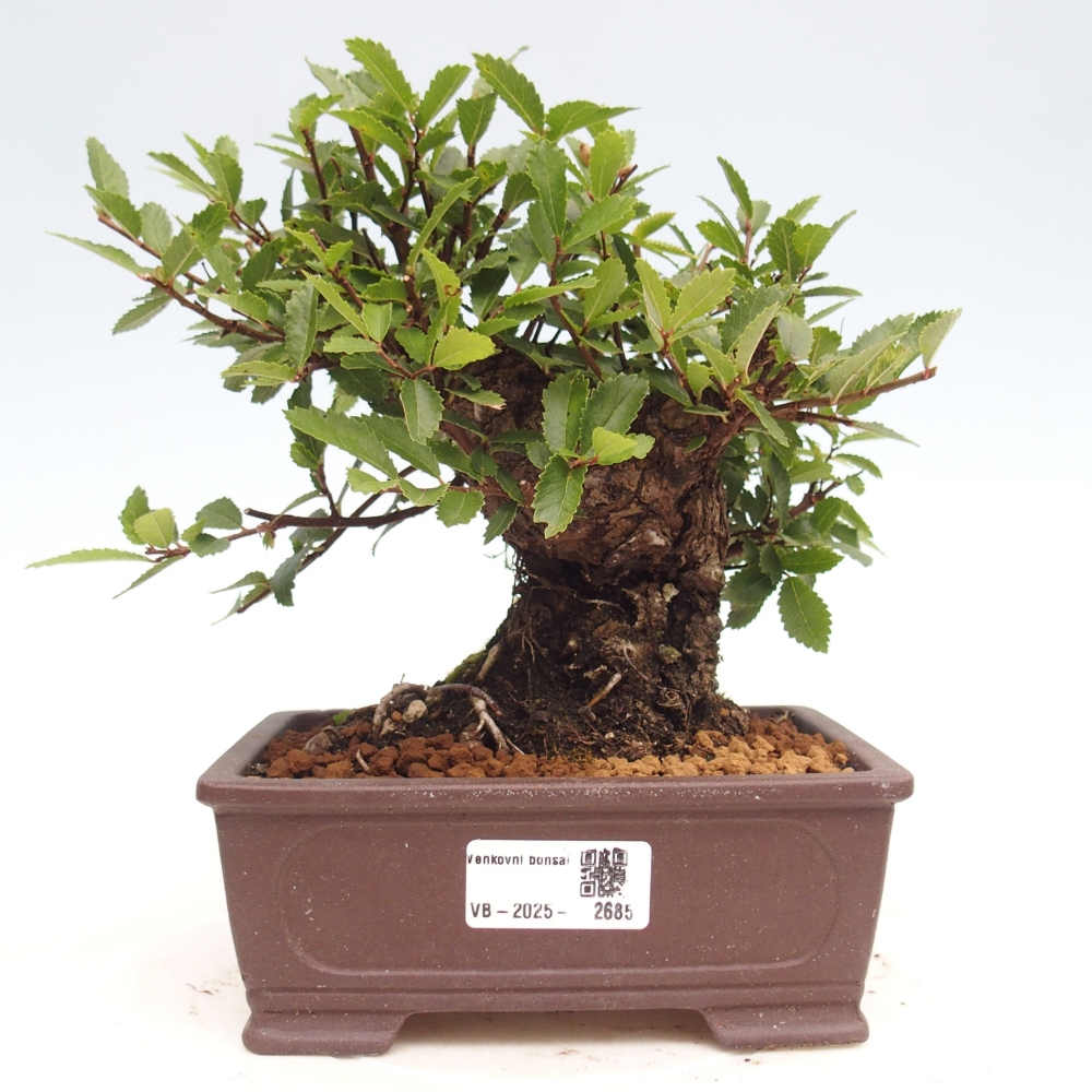 Bonsai im Freien - Zelkova - Zelkova NIRE