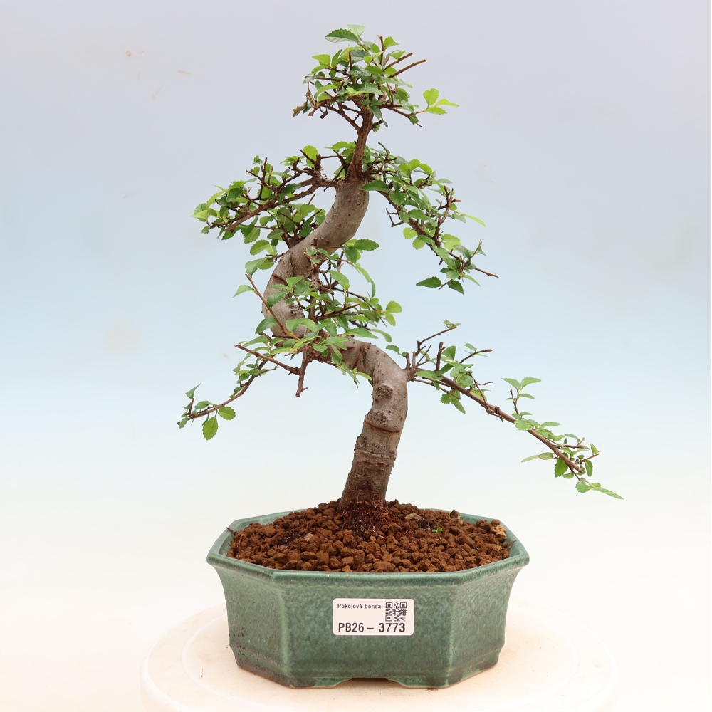 Zimmerbonsai - Ulmus parvifolia - Kleinblättrige Ulme
