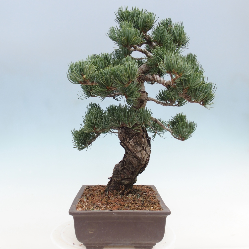Bonsai im Freien - Pinus parviflora - kleine Kiefer