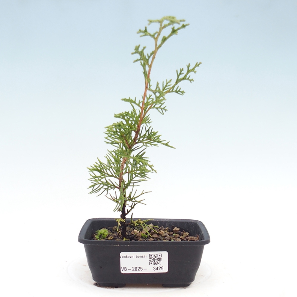 Bonsai für draußen - Juniperus chinensis Itoigawa