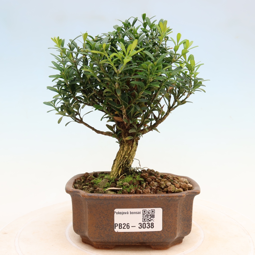 Zimmer Bonsai - Buxus harlandii - Korkbuxus