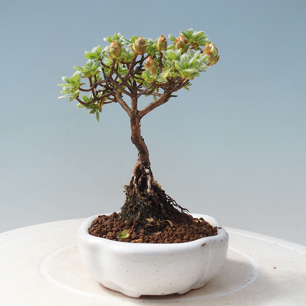 Outdoor-Bonsai - Rododendron indicum - Japanische Azalee