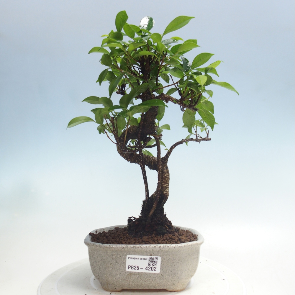 Zimmerbonsai - Ficus retusa - Kleinblättriger Ficus