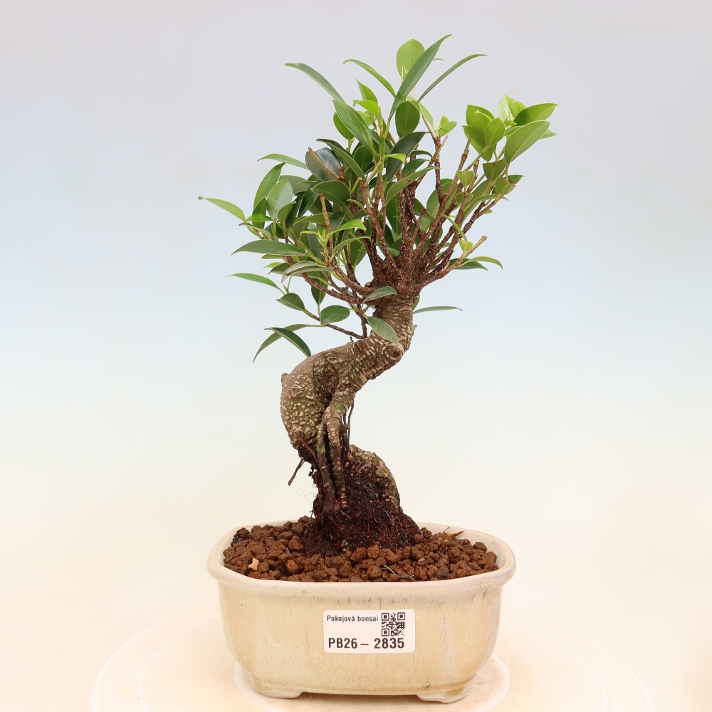 Zimmerbonsai - Ficus kimmen - Kleinblättriger Ficus