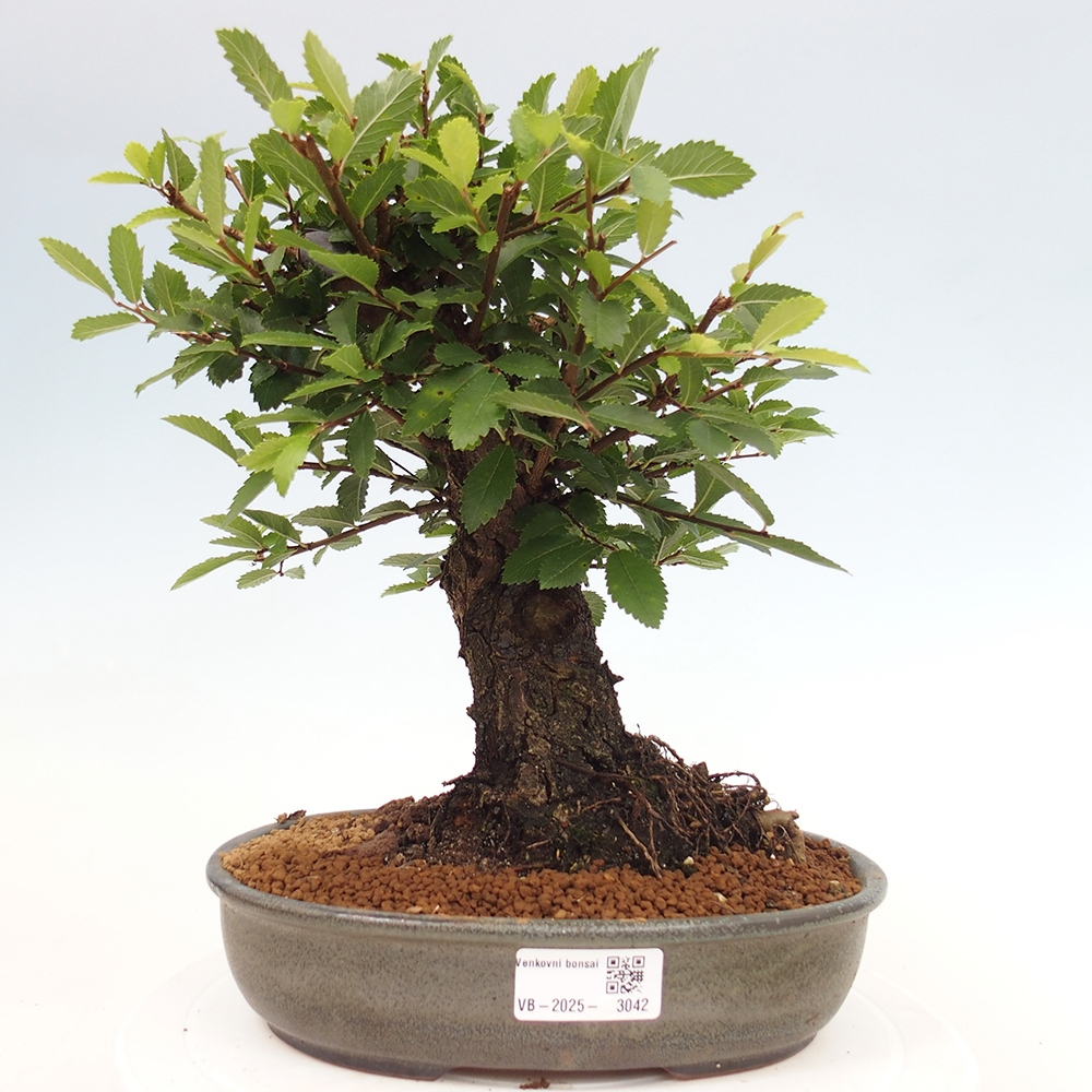 Bonsai im Freien - Zelkova - Zelkova NIRE