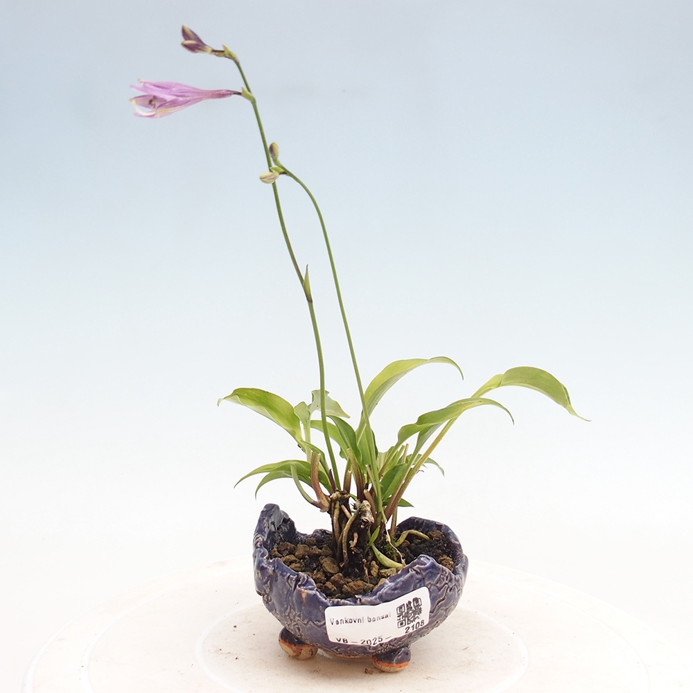 Bonsai im Freien - Mini Hosta - Göttin