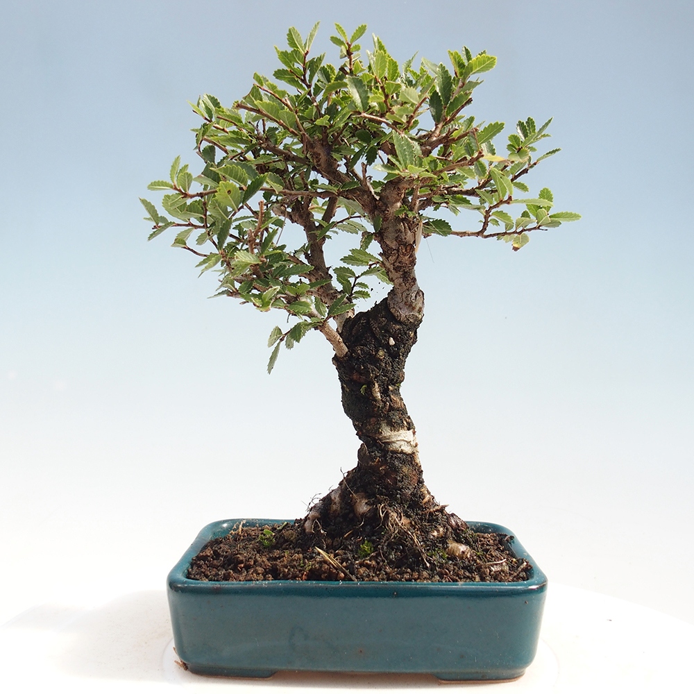Bonsai im Freien - Zelkova - Zelkova NIRE