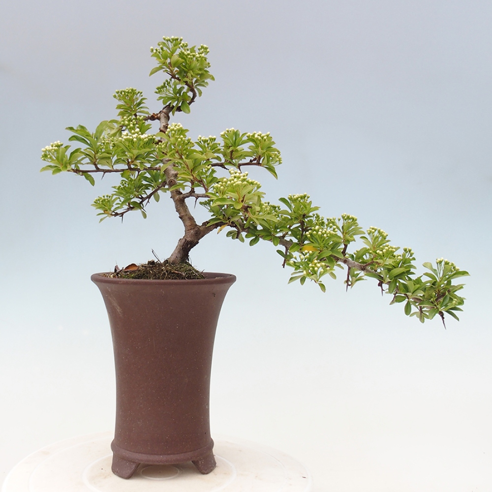 Outdoor Bonsai-Pyracanta Teton -Bäckerei