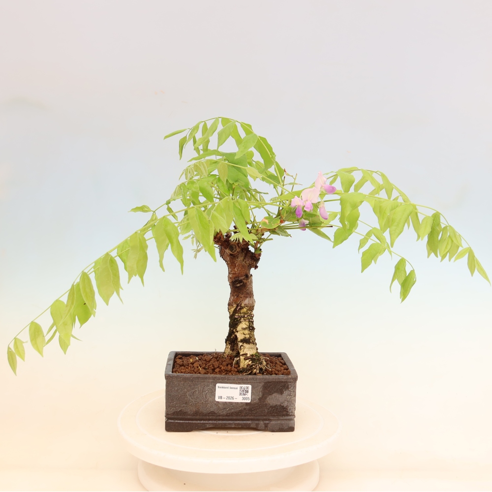 Bonsai für draußen - Wisteria floribunda