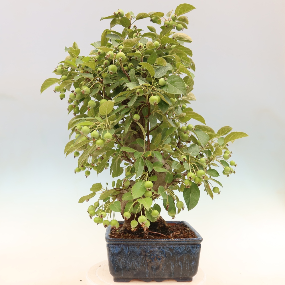 Outdoor-Bonsai -Malus halliana - Kleinfrüchtiger Apfelbaum