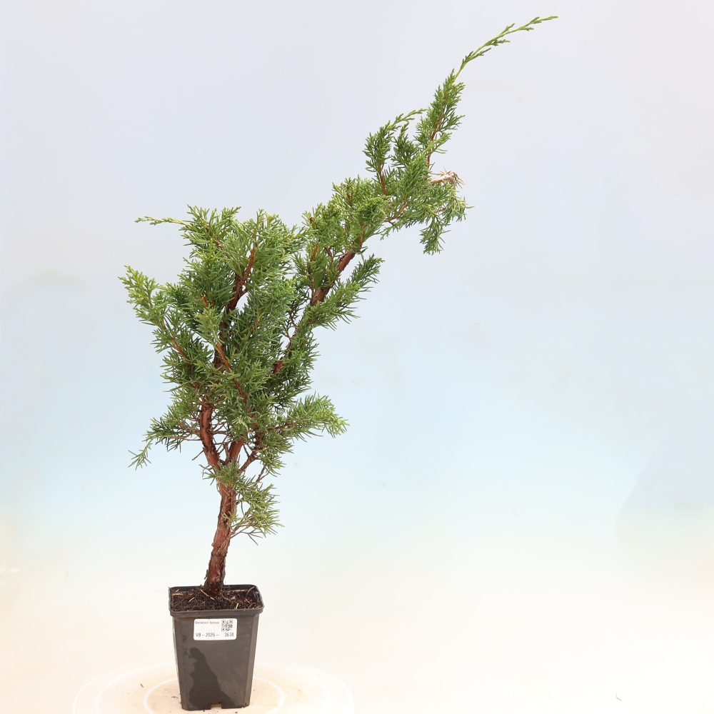Bonsai für draußen - Juniperus chinensis Kishu