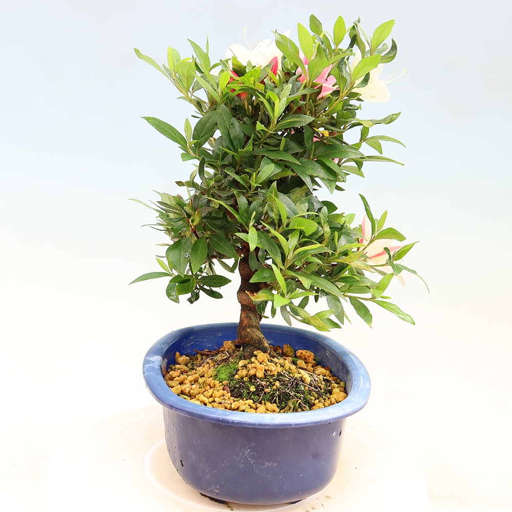 Bonsai für draußen - Japanische Azalee - Azalee CHIHIRO