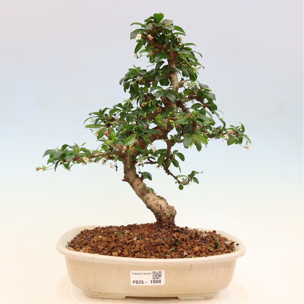 Zimmer-Bonsai - Carmona macrophylla - Tee-Fuki