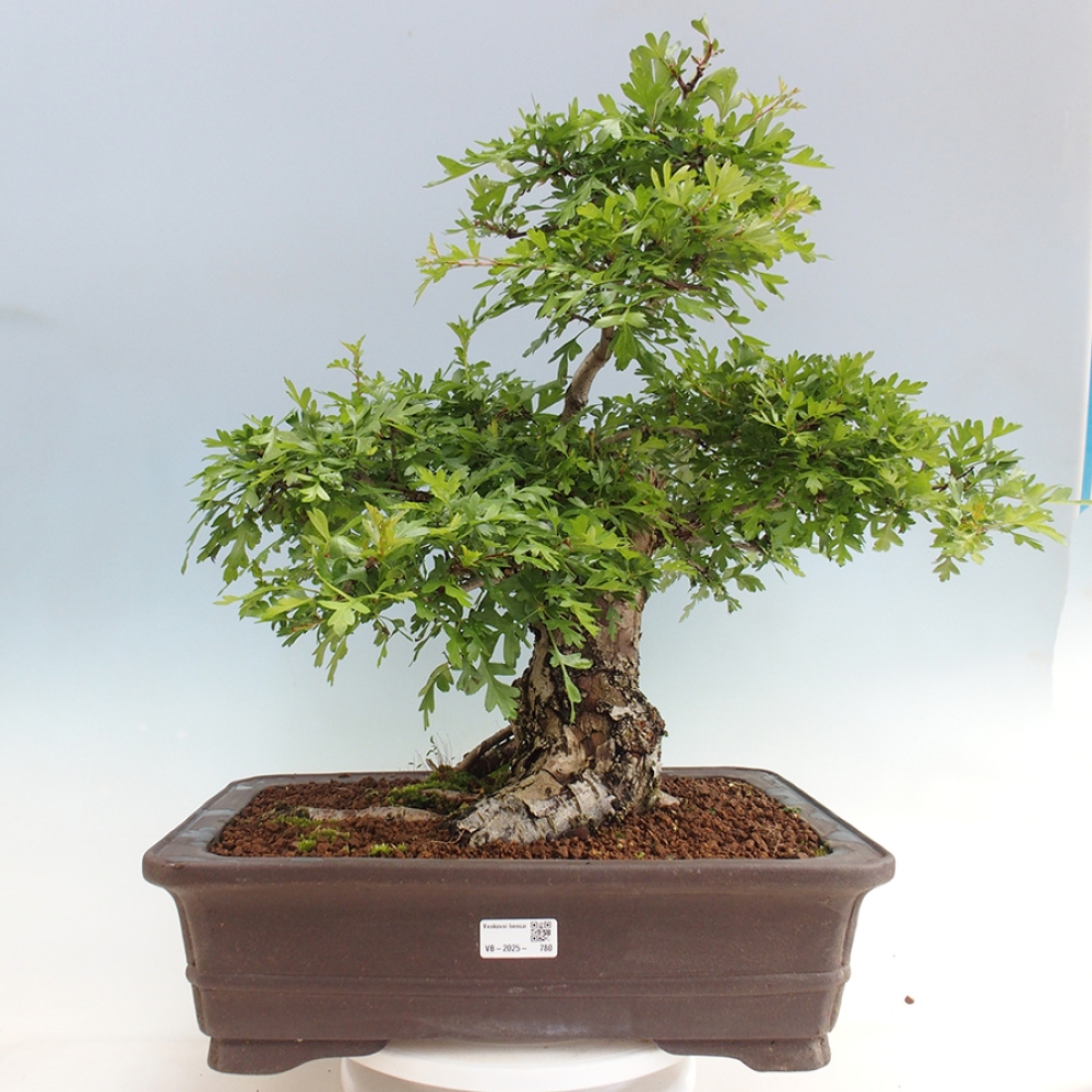 Bonsai im Freien - Weißdorn - Crataegus monogyna