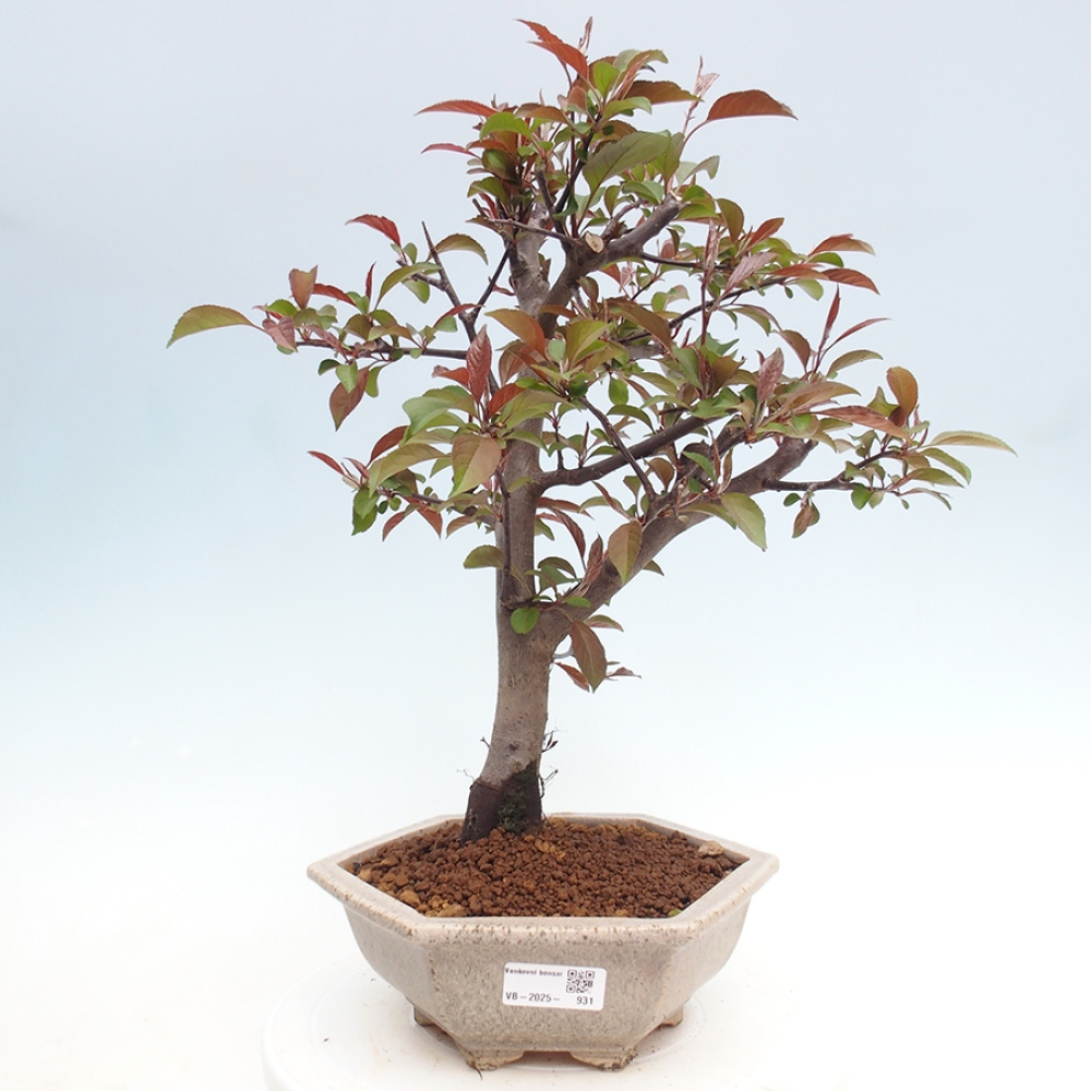 Freilandbonsai - Malus Domestica - Kleinfruchtiger rotblättriger Apfelbaum