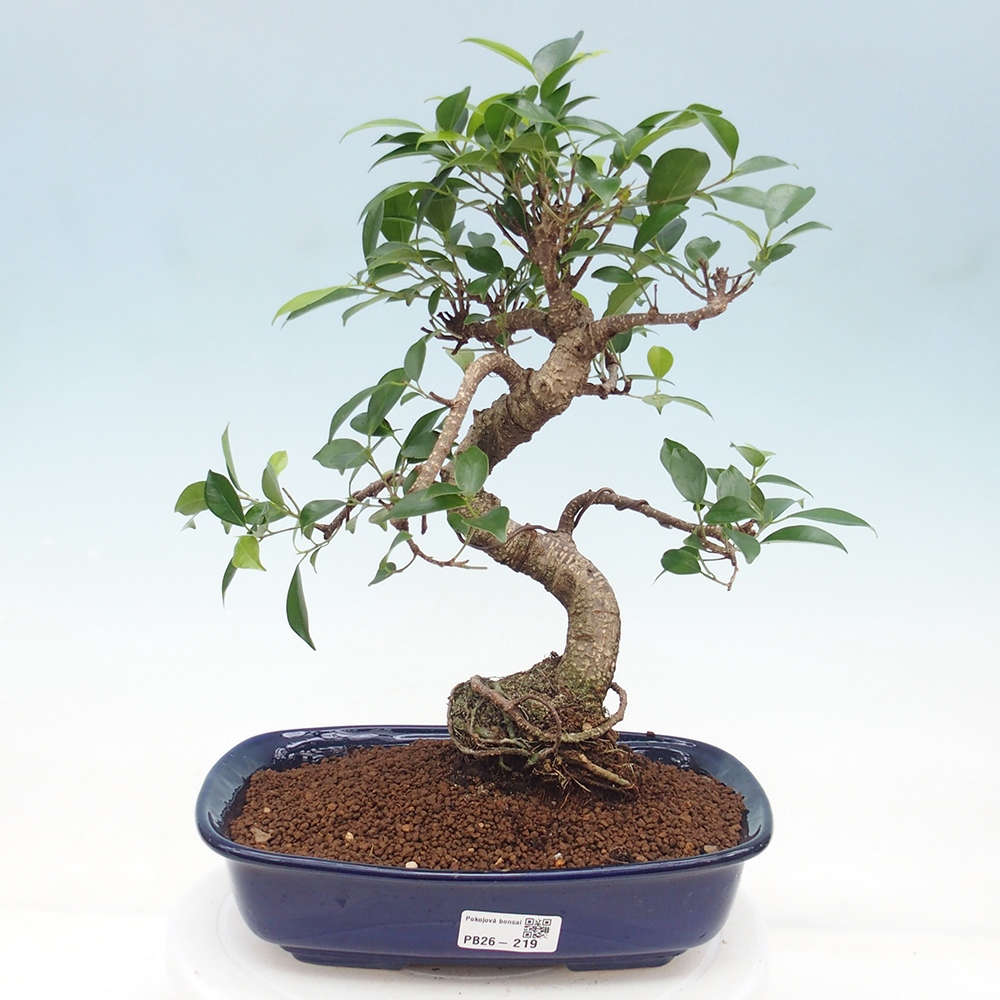 Zimmerbonsai - Ficus retusa - Kleinblättriger Ficus