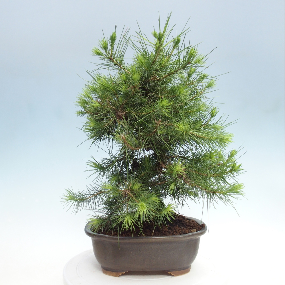 Zimmer Bonsai-Pinus halepensis-Kiefer von Aleppo