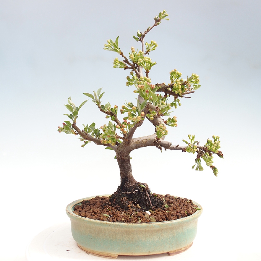 Outdoor Bonsai - Malus sargentii - Kleinfrüchtiger Apfelbaum