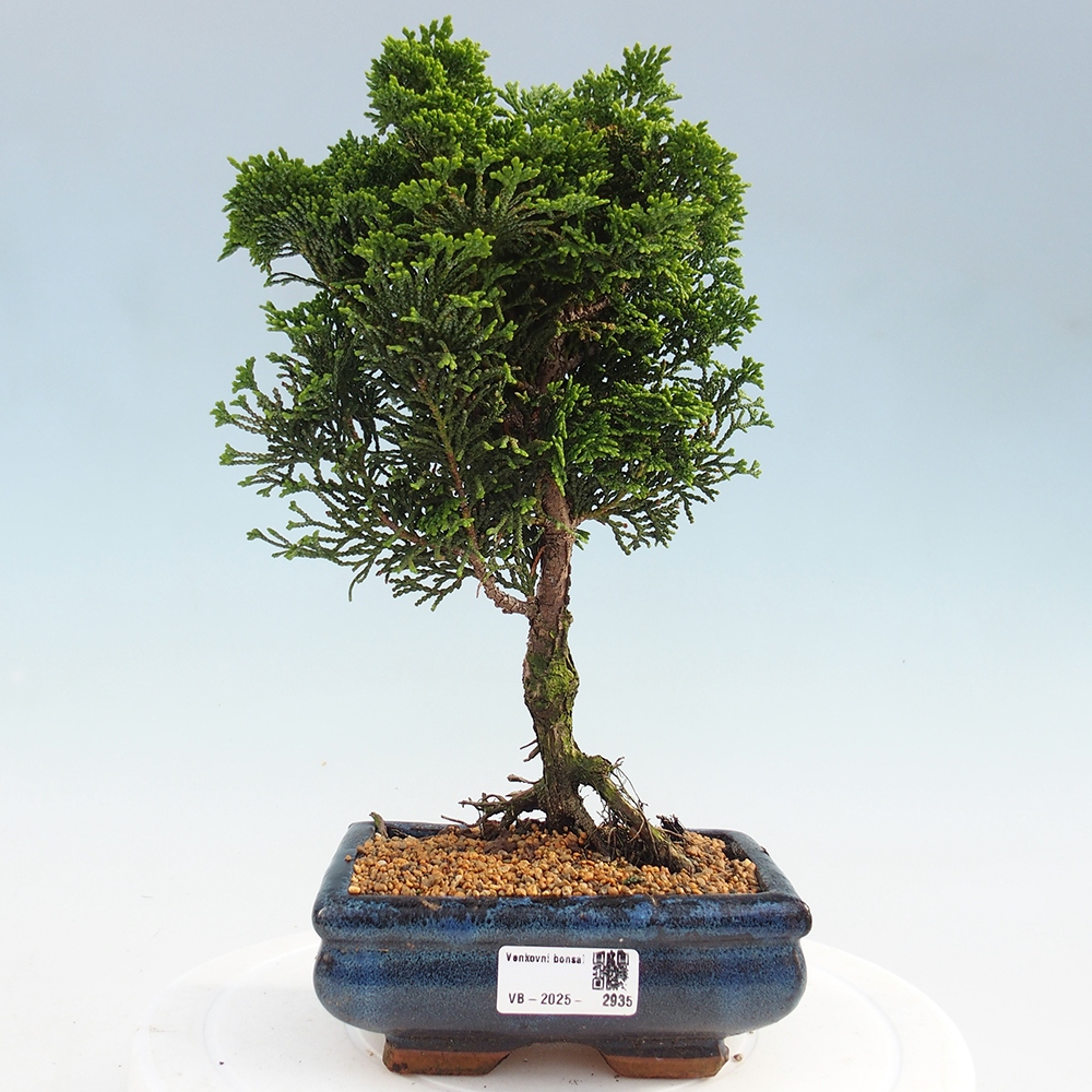 Outdoor-Bonsai - Cham.pis obtusa Nana Gracilis - Zypresse